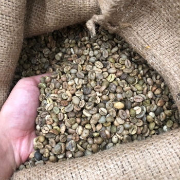 Unwashed Robusta green coffee beans S18